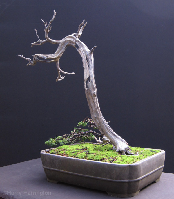juniper bonsai